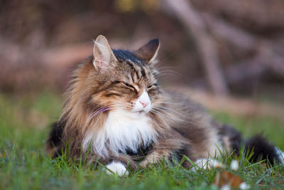Norwegian forest cat resting on a meadow. nap