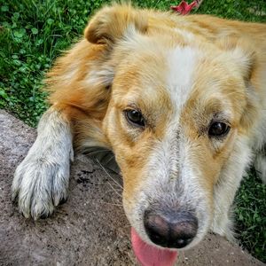 Close-up portrait of dog on field