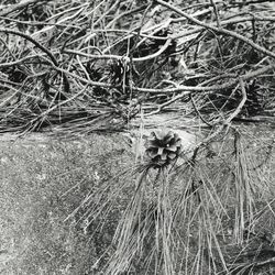 High angle view of insect on field