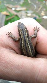 Cropped image of hand holding lizard