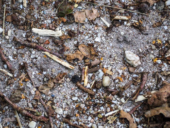 High angle view of cigarette on field