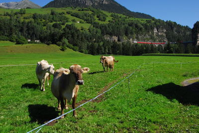 Train and cow in swiss countryside landscape