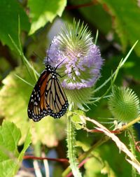 Close-up of butterfly pollinating on flower