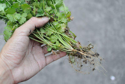 Cropped hand holding cilantros