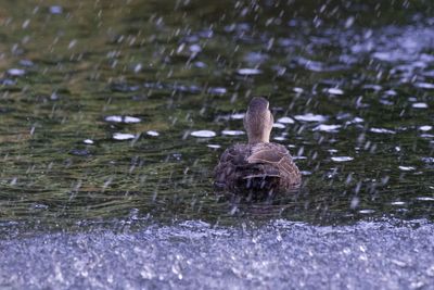 View of duck swimming in lake during winter