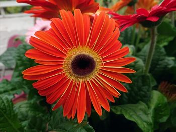 Close-up of red flower