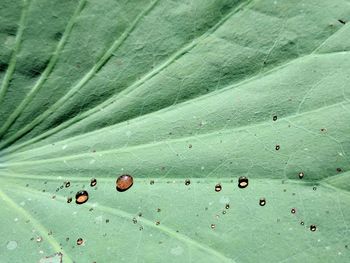 Full frame shot of raindrops on leaves