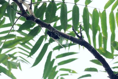 Lizard on tree trunk