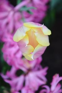 Close-up of pink flowers blooming outdoors