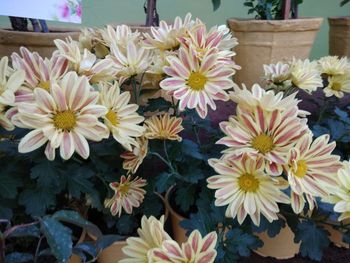 Close-up of flowers blooming outdoors