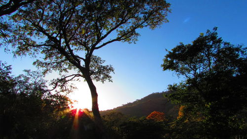 Silhouette of trees against sky