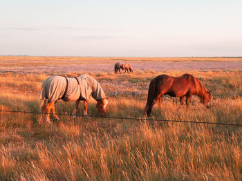 Horses in a field