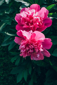 Close-up of pink flowering plant