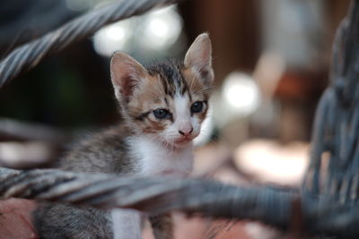 Portrait of kitten relaxing outdoors