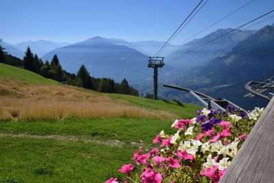 Close-up of pink flowers against mountain range