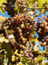 Close-up of grapes growing on tree