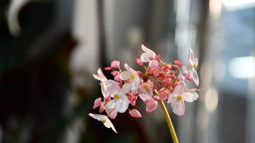 Close-up of pink flowering plant