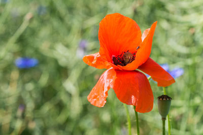 Close-up of orange rose flower