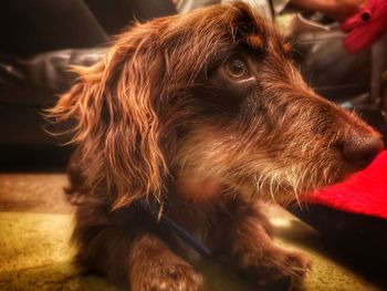 Close-up of a dog looking away