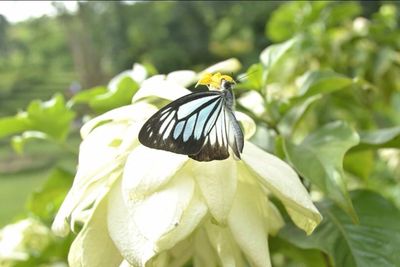 Close-up of flower against blurred background