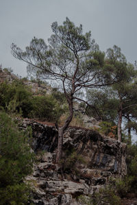 Low angle view of trees against sky