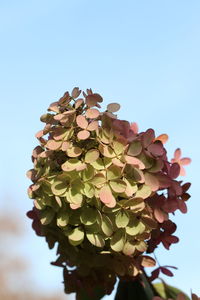 Low angle view of flowering plant against clear blue sky