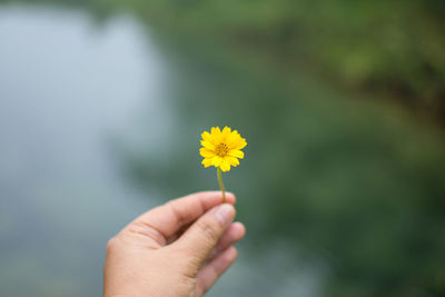 Cropped image of person holding yellow flower