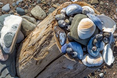 High angle view of shells on rock