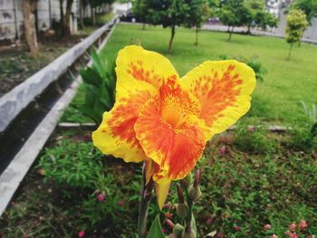 Close-up of yellow flower blooming outdoors