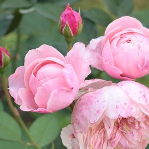 Close-up of pink rose