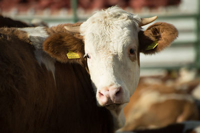 Portrait of cow