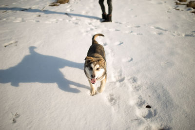 High angle view of dog on snow field