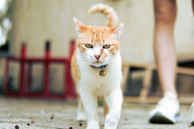 Low section of cat standing outdoors