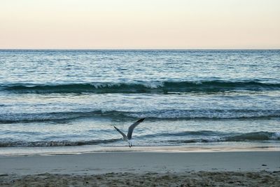 Bird flying on beach against clear sky