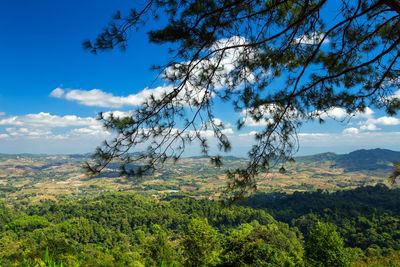 Scenic view of forest against sky