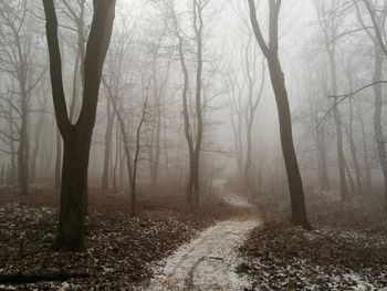 Dirt road amidst trees in forest during winter