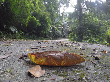 River flowing through forest