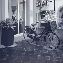 Potted plants in front of building