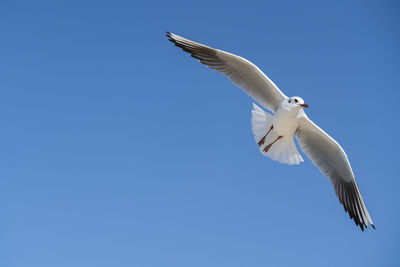 Low angle view of seagull flying