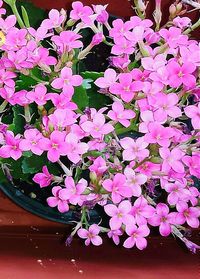 Close-up of pink flowers