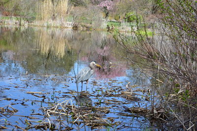 View of birds in lake