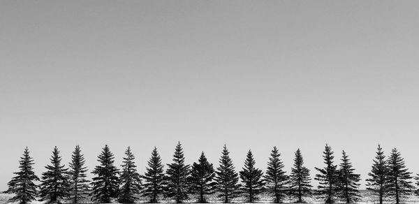 Trees on snow covered landscape against clear sky