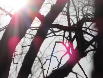 Close-up of tree branches