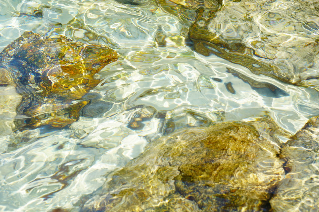 HIGH ANGLE VIEW OF A TURTLE IN WATER