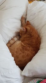 Close-up of dog sleeping on bed