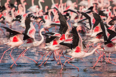 Flock of flamingo birds on shallow water