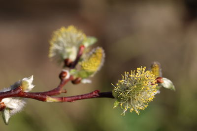 Close-up of flowering plant