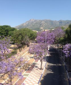 Purple flowering plants by mountains against clear sky