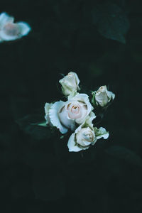 Close-up of white rose in black background