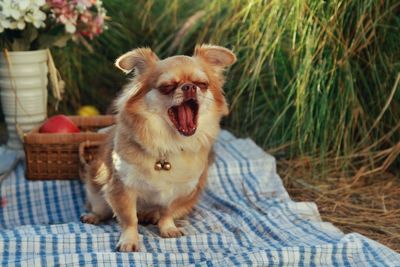 Portrait of dog looking away while sitting on grass